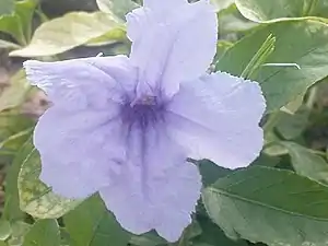K.Pudur Village slateblue Flower
