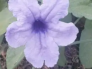 K.Pudur Village slateblue Flower