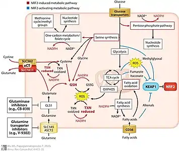 The relationship of the NRF2/KEAP1 pathway with cellular metabolism