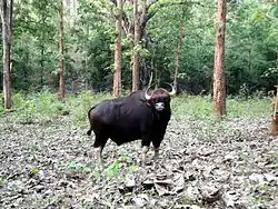 Bison