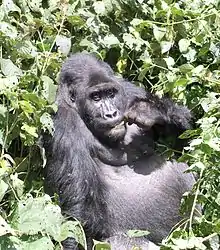 A gorilla in a shrub.