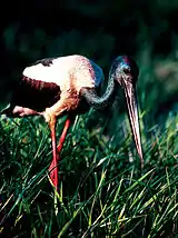 Black-necked storkKakadu National Park