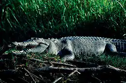 Salt water crocodile - Kakadu National Park 2007 Tourism NT
