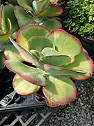 Paddle plant - Kalanchoe luciae 'Flapjacks'