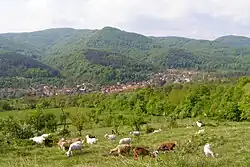 Fields surround by sheep in Kaleytsa