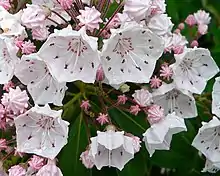 Mountain Laurel