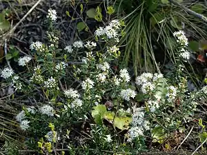 Kalmia buxifolia