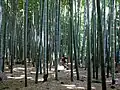 Grove of mōsō bamboo
