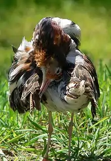 Preening male ruff (Philomachus pugnax)