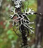 Hypogymnia cf. tubulosa with Bryoria sp. and Tuckermannopsis sp. in the Canadian Rockies