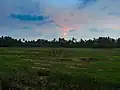 Sunset in paddy field