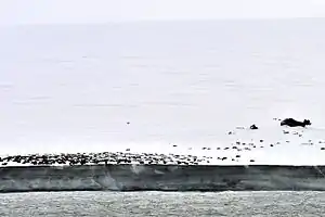 Komsomolets Island: Empty oil drums at Arctic Cape (Komsomolets Island; 81°15‘N, 95°39‘E).