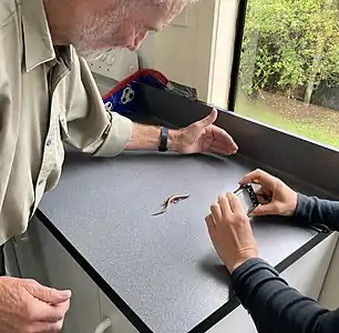 Les Moran and Lynn Adams photographing a skink to be added to the database