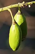 Fruit close-up