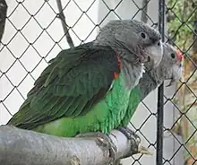 Two parrots with a grey head, grey neck, white bill and dark green wings perching.