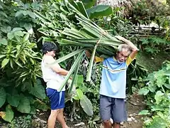 Karagumoy leaves being harvested