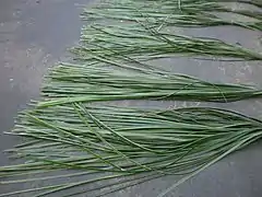 Karagumoy leaves laid out on a road