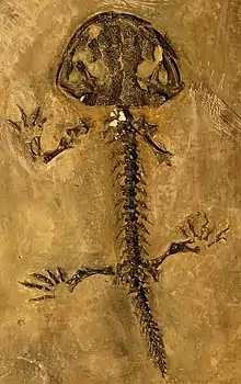 Topside view of a  salamander skeleton