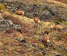 Brown bovids