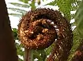 Tree fern