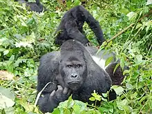 The eastern gorilla is the largest and one of the most endangered primates on the planet.