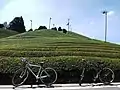 Cycling in Tea plantation in Wazuka, Kyoto