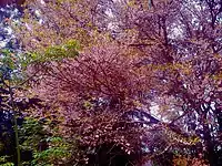 Cratoxylum formosum in bloom