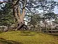 Neagari-no-matsu (pine with raised roots)