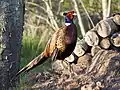 "Ring-necked" Common Pheasant male