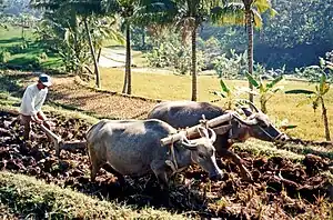 Water buffalo ploughing, Java