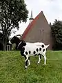 Goat in Uitdam