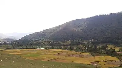 view of golden paddy fields and nearby hill,Khokana, Lalitpur