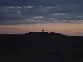 A khulan at sunset, in Nomgon