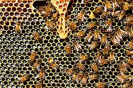 Arrays: honeycomb is a natural tessellation