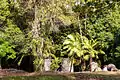 The mansion ruins covered with forest today.