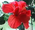 Solid red flower
