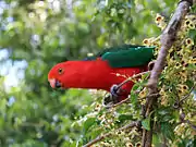 Red parrot with green wings