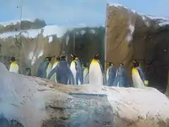 King penguins