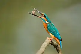 Kingfisher with catch