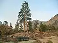 Knapp Cabin and Jeffrey pine (Pinus jeffreyi), on a moraine in Kings Canyon National Park.