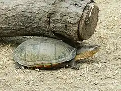 Oaxaca mud turtle (Kinosternon oaxacae) La Soledad, Oaxaca, Mexico.