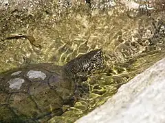 Sonoran mud turtle (Kinosternon sonoriense), male.