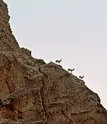 Sindh wild goats on a hill