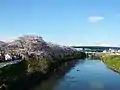 Sakura on the Gojō River and the riverside.