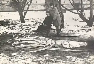 #101 (4/3/1928)Specimen found washed ashore in Ranheim, Norway, measuring around 7.9 m in total length