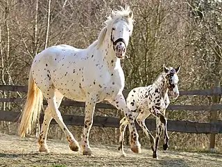 Mare and foal