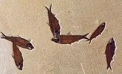 Knightia eocaena fish, about 10 centimetres (3.9 in) long. Knightia is the most commonly excavated fossil fish in the world.