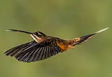 Koepke's Hermit Hummingbird