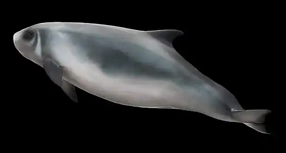 Dwarf sperm whale (reconstruction)
