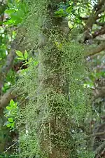 Panicle growing directly from trunk